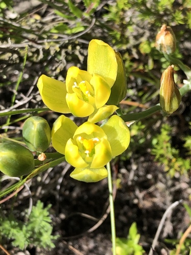 Albuca aurea (Albuca aurea)