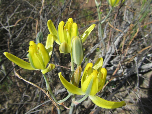 Albuca aurea (Albuca aurea)