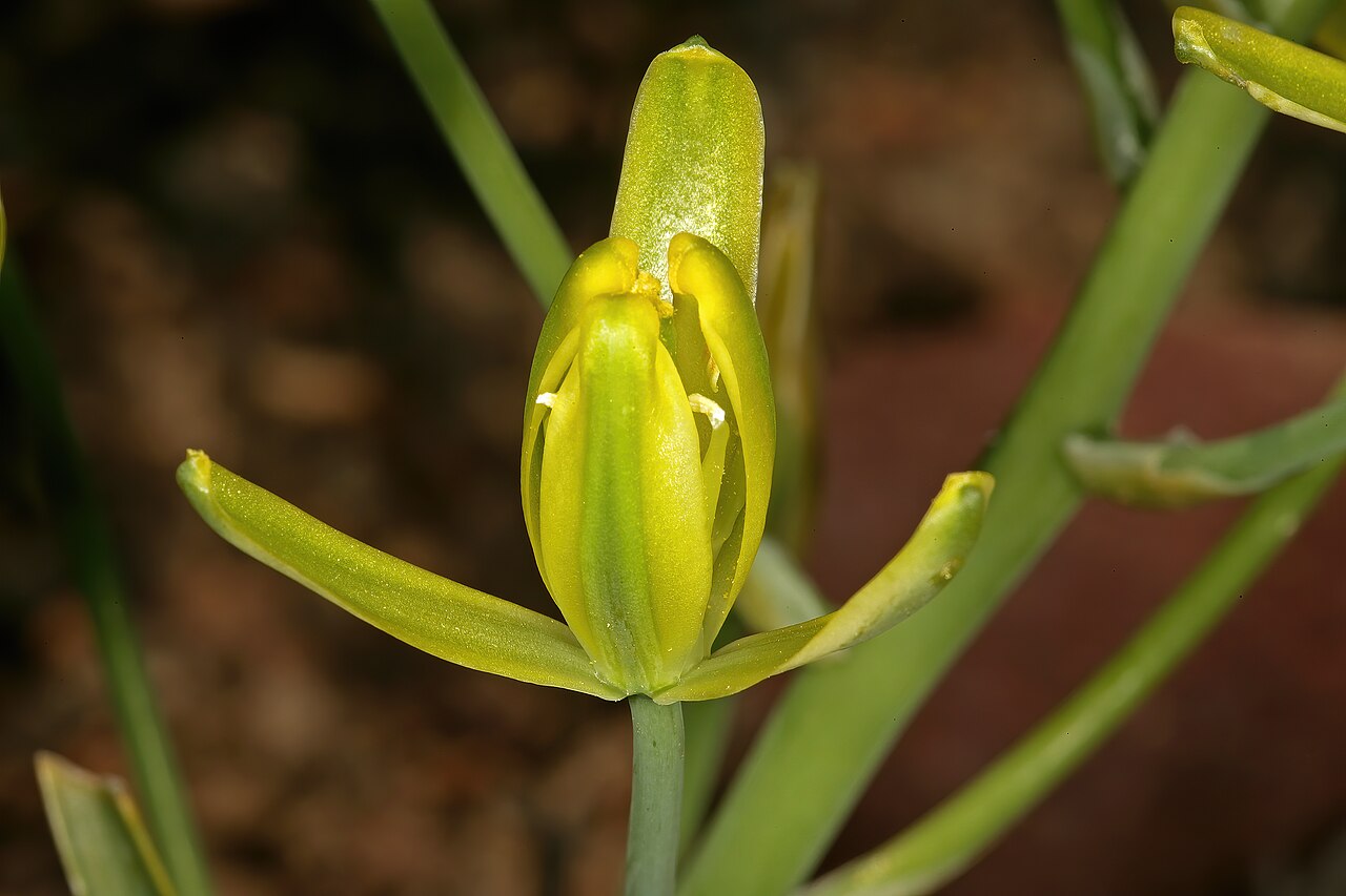 Albuca aurea: Albuca aurea , flower; Succulent Karoo, De Rust Koppie, De Rust, Little Karoo, Western Cape, South Africa