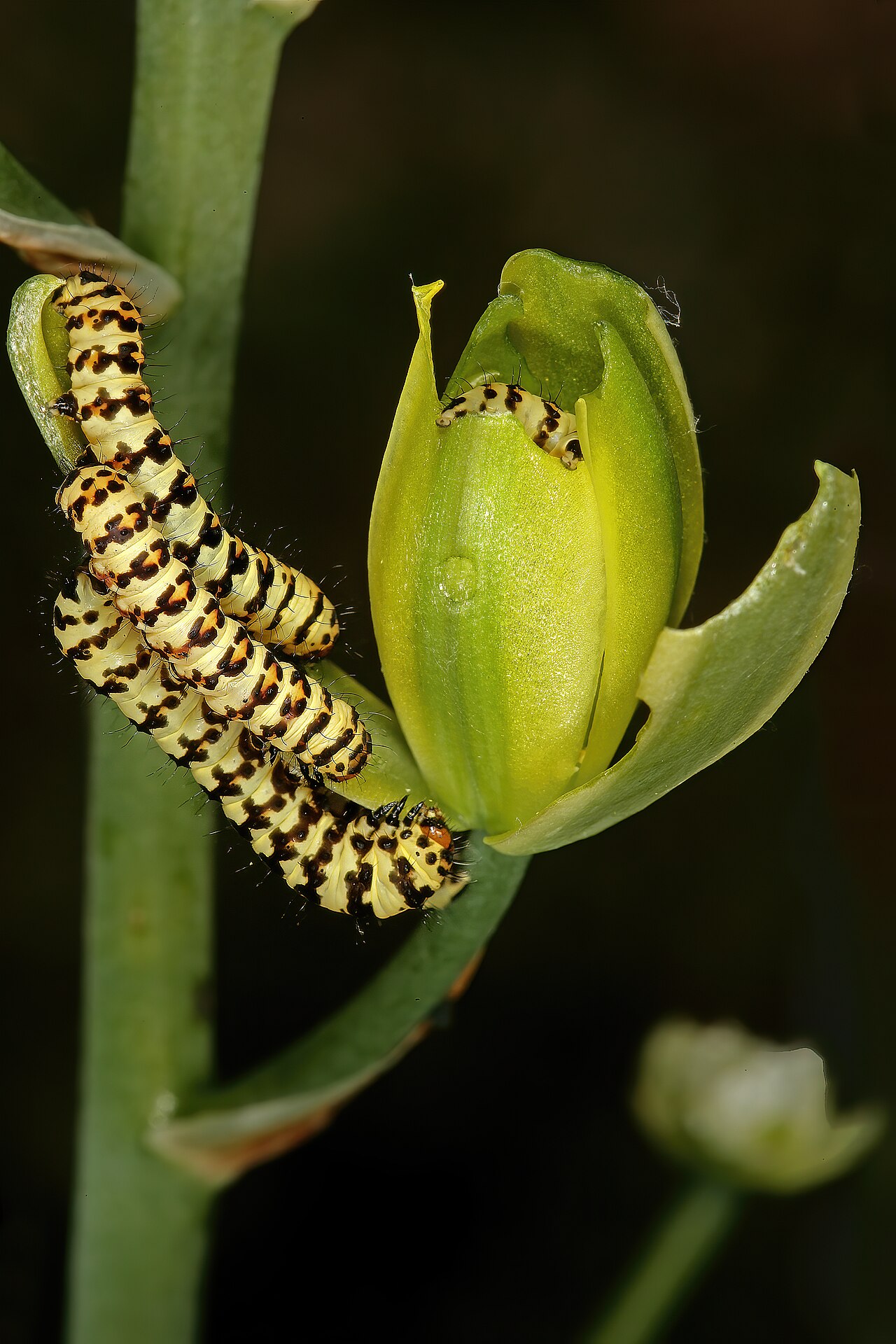 Albuca aurea: Albuca aurea , flower being fed on by caterpillars of Diaphone eumela (Noctuinae: Noctuidae); Succulent Karoo, De Rust Koppie, De Rust, Little Karoo, Western Ca
