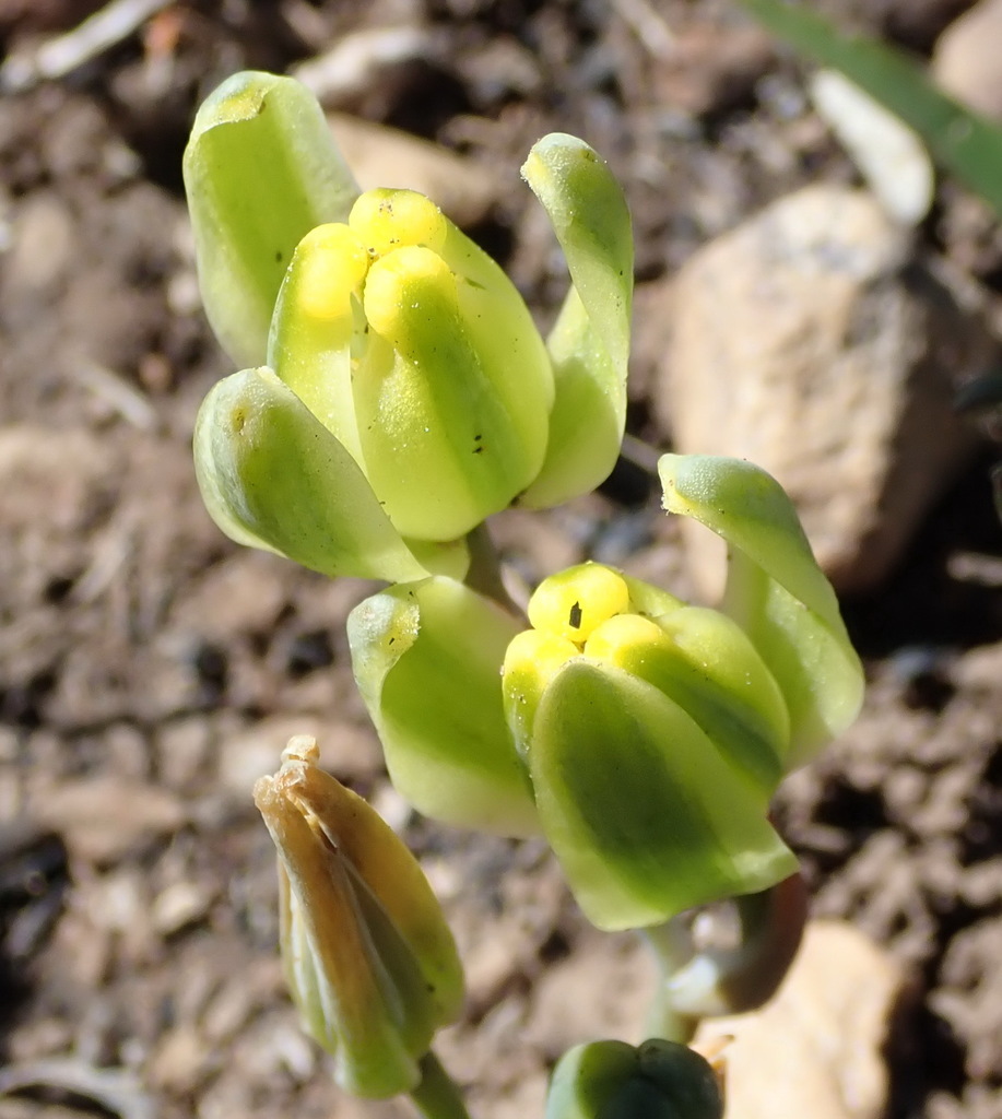 Albuca aurea (Albuca aurea)