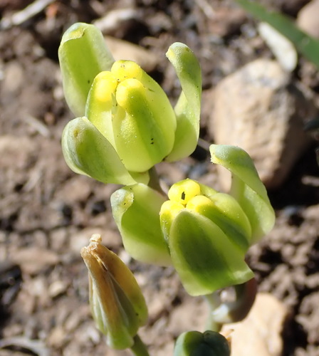 Albuca aurea (Albuca aurea)