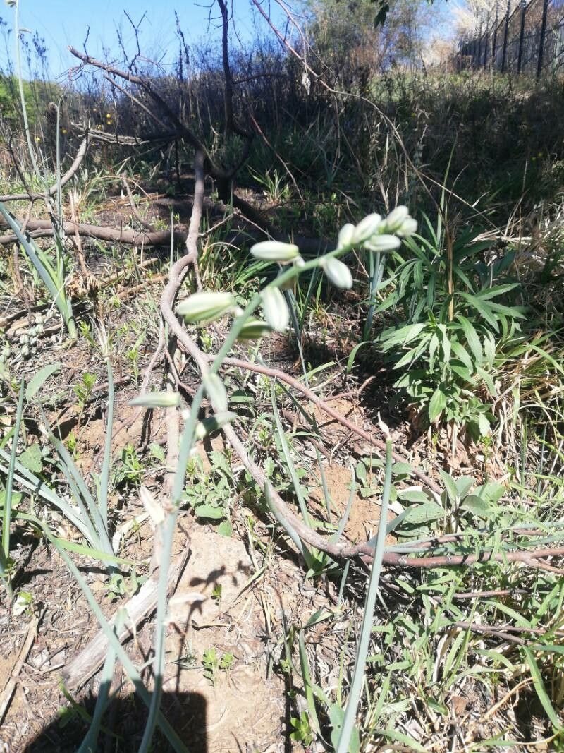 Albuca bainesii (Albuca bainesii)