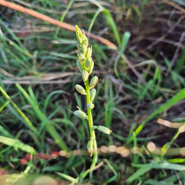 Albuca bainesii (Albuca bainesii)