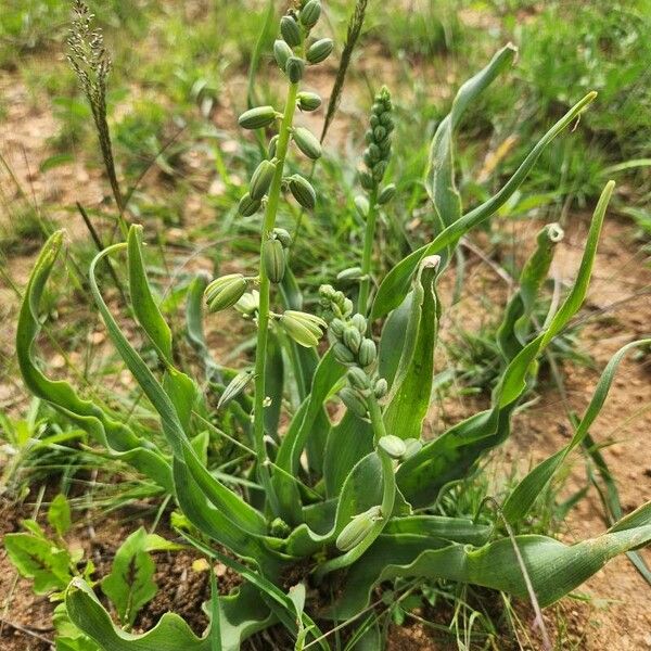 Albuca bainesii (Albuca bainesii)