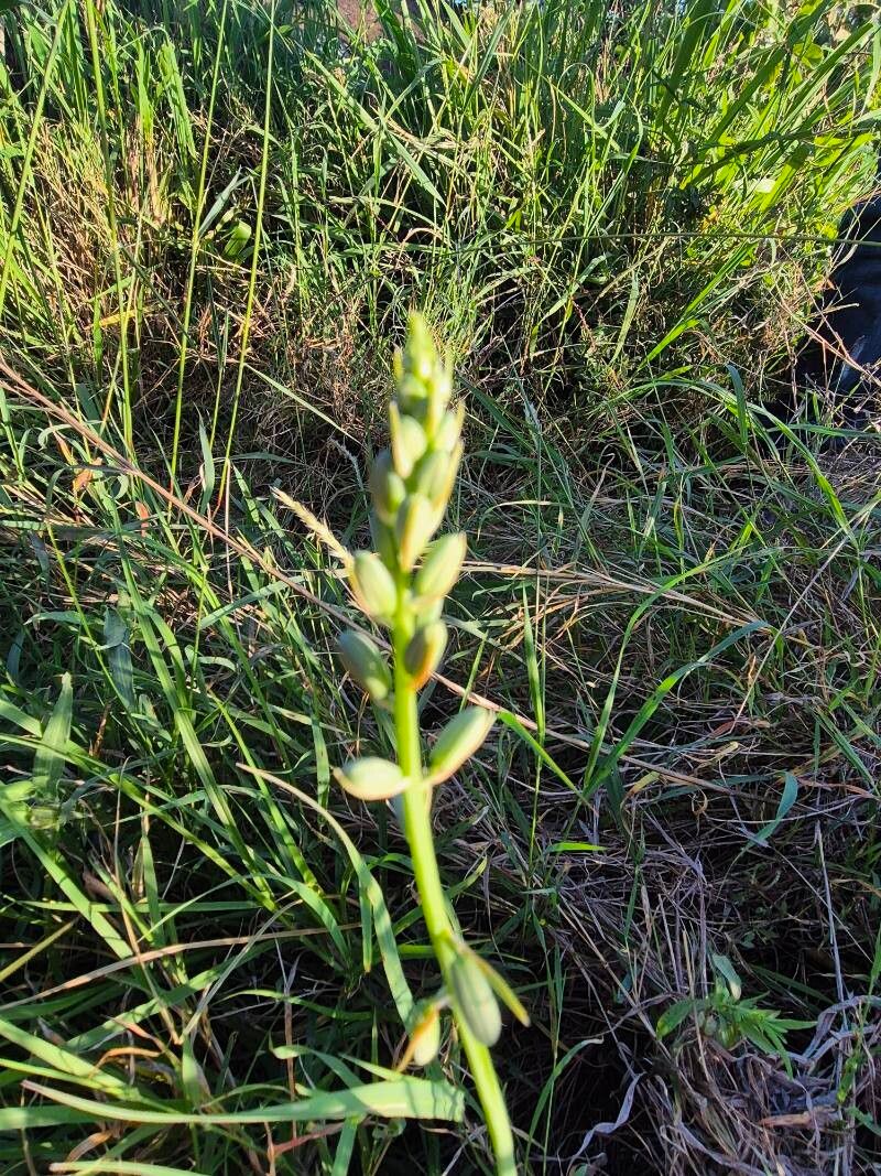 Albuca bainesii (Albuca bainesii)