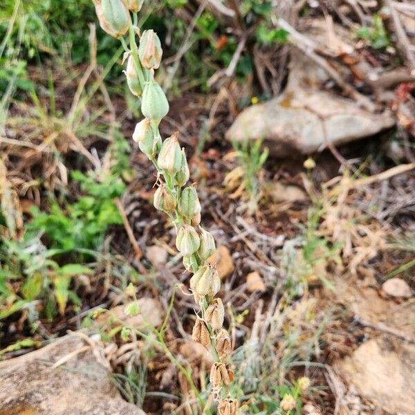 Albuca bainesii (Albuca bainesii)