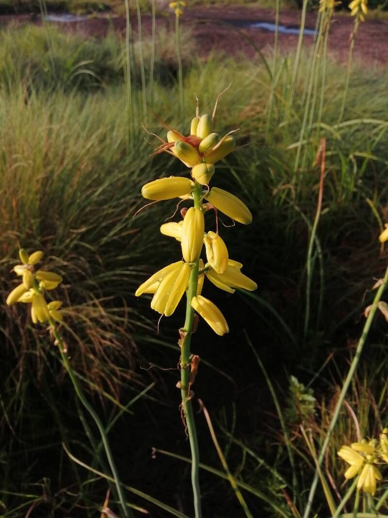 Albuca bainesii (Albuca bainesii)