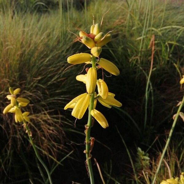 Albuca bainesii (Albuca bainesii)