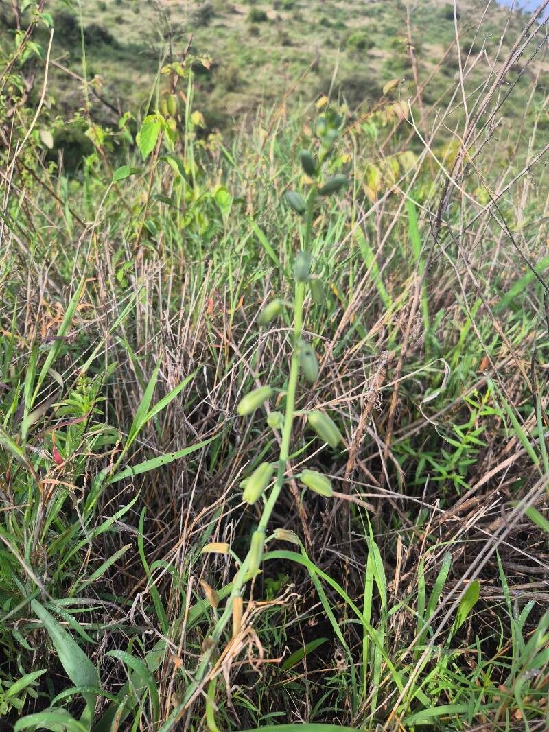 Albuca bainesii (Albuca bainesii)