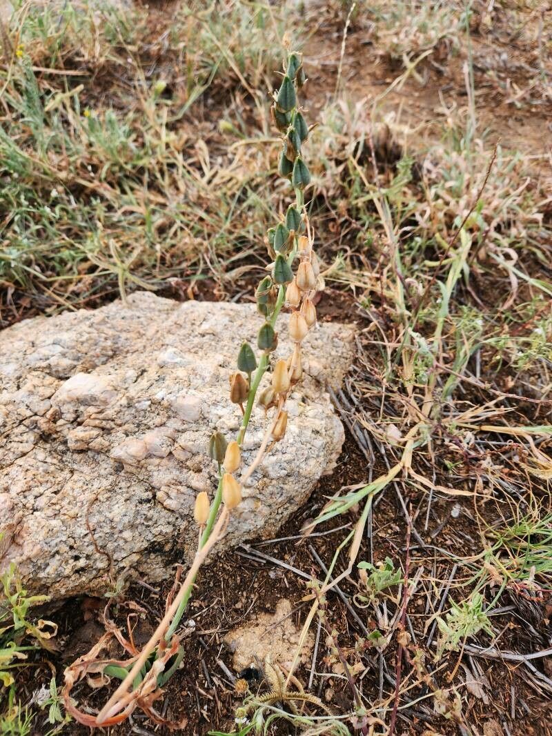 Albuca bainesii (Albuca bainesii)