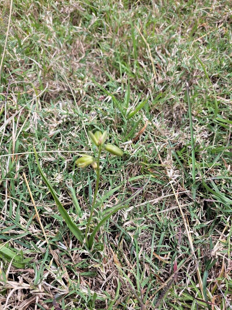 Albuca bainesii (Albuca bainesii)