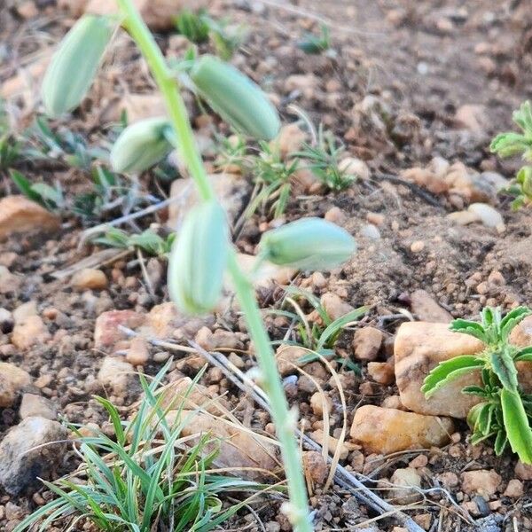Albuca bainesii (Albuca bainesii)