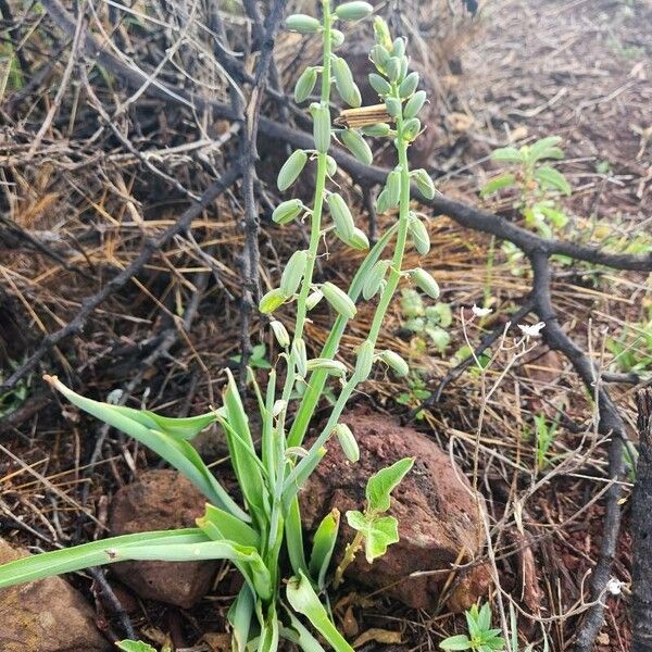 Albuca bainesii (Albuca bainesii)