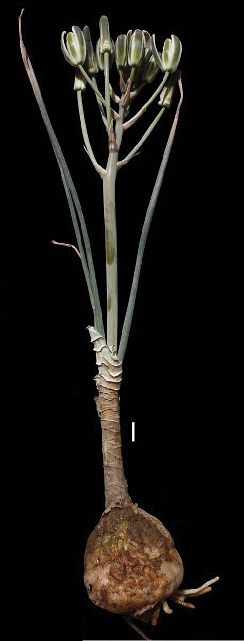 Albuca bakeri: Albuca bakeri