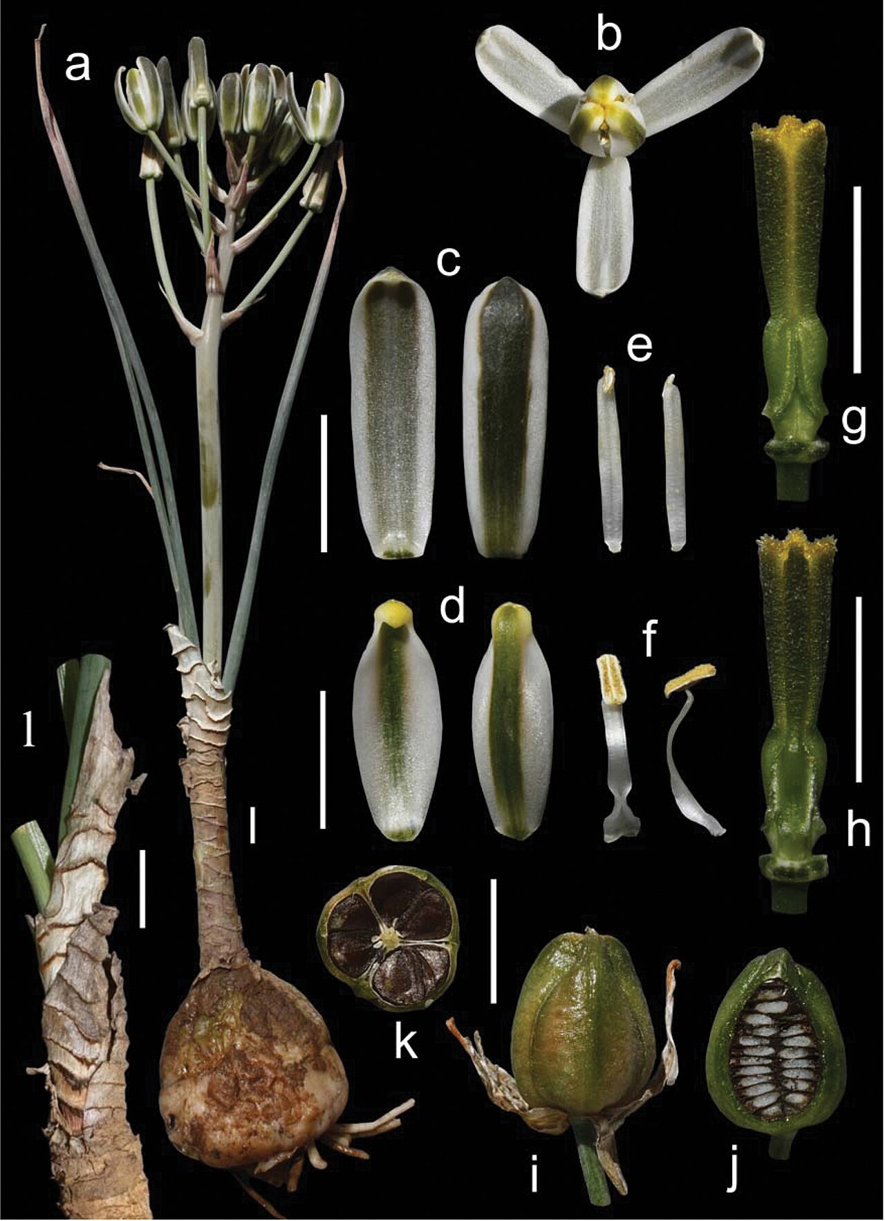 Albuca bakeri: Albuca bakeri Mart.-Azorín & M.B. Crespo. North of Grahamstown, turn off to Kwandwe (holotype: M. Martínez-Azorín & A. Martínez-Soler 218 GRA) a Plant b Flower