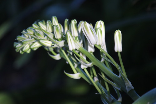 Albuca batteniana (Albuca batteniana)