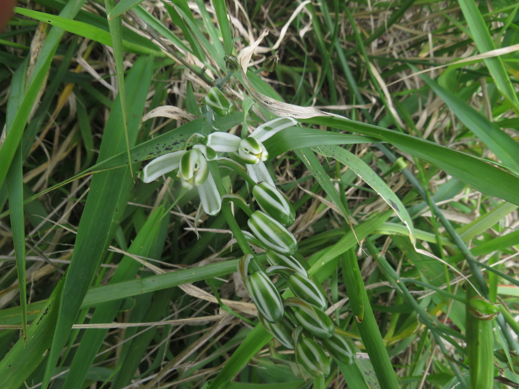Albuca batteniana (Albuca batteniana)