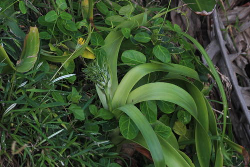 Albuca batteniana (Albuca batteniana)