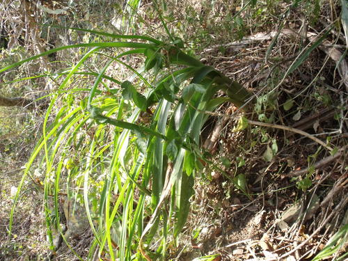 Albuca batteniana (Albuca batteniana)