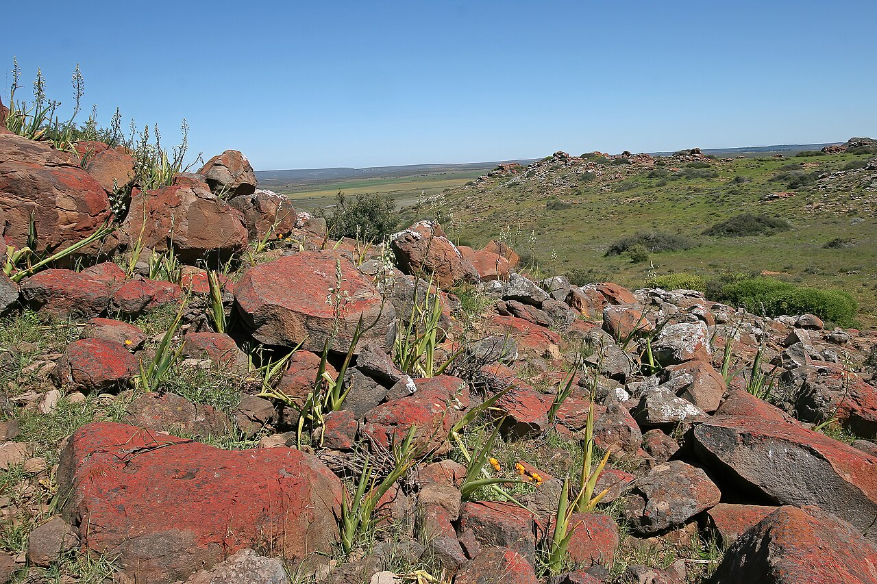 Albuca canadensis: Albuca canadensis , plants in habitat; dolerite outcrop, farm Oorlogskloof, Nieuwoudtville, Northern Cape, South Africa