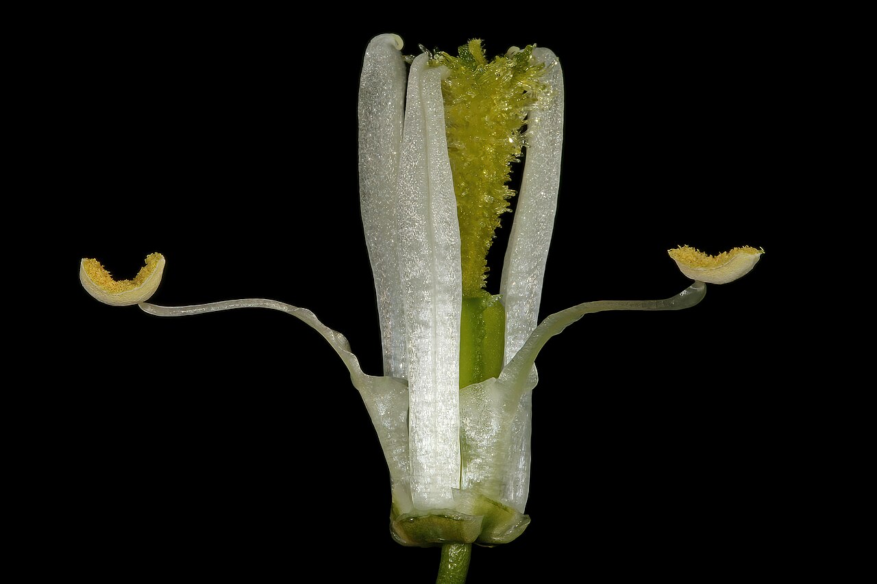 Albuca canadensis: Albuca canadensis , flower with tepals removed, showing two of the three fertile stamens, and the three sterile stamens; dolerite outcrop, farm Oorlogskloof, Ni
