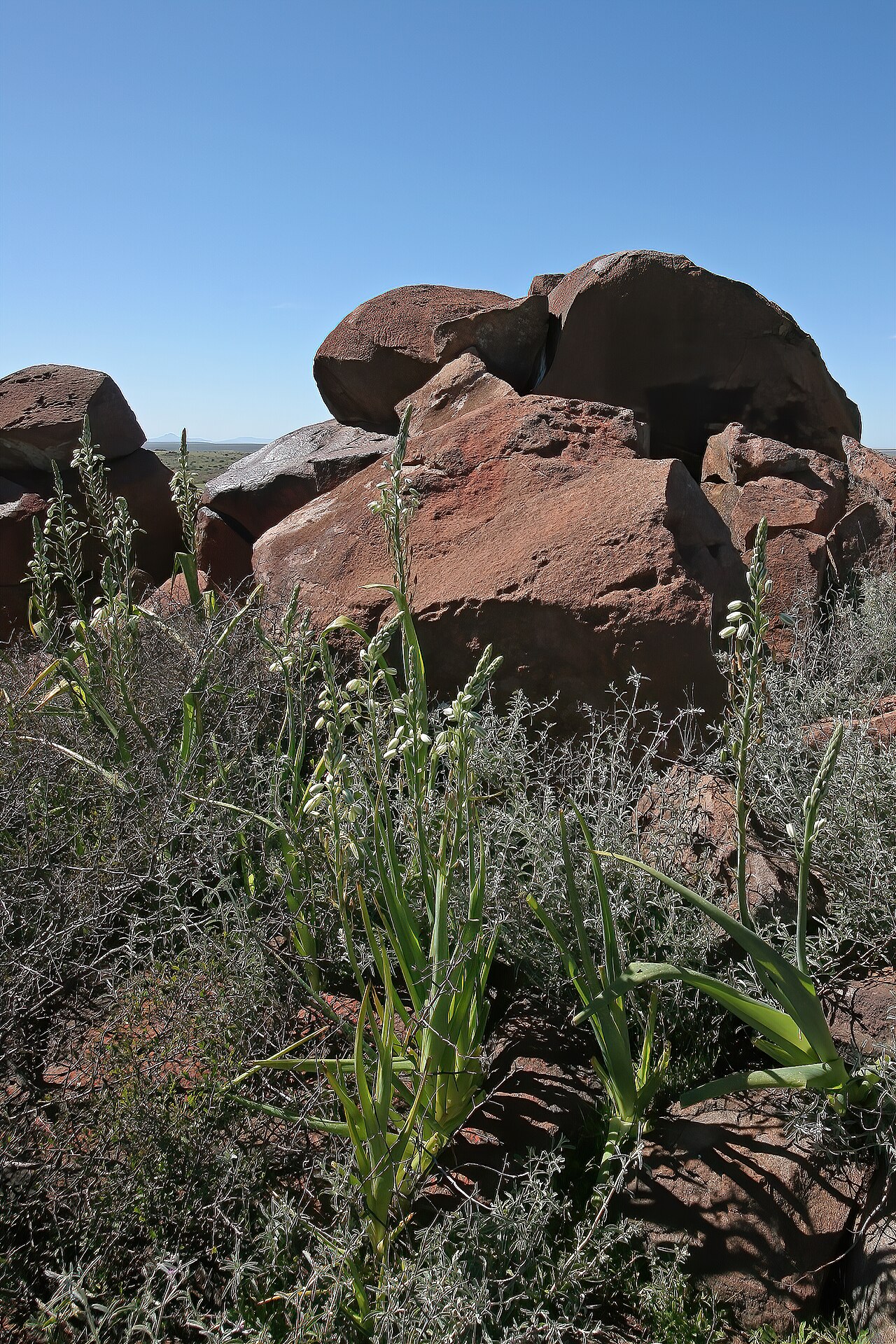 Albuca canadensis: Albuca canadensis , plants in habitat; dolerite outcrop, farm Oorlogskloof, Nieuwoudtville, Northern Cape, South Africa