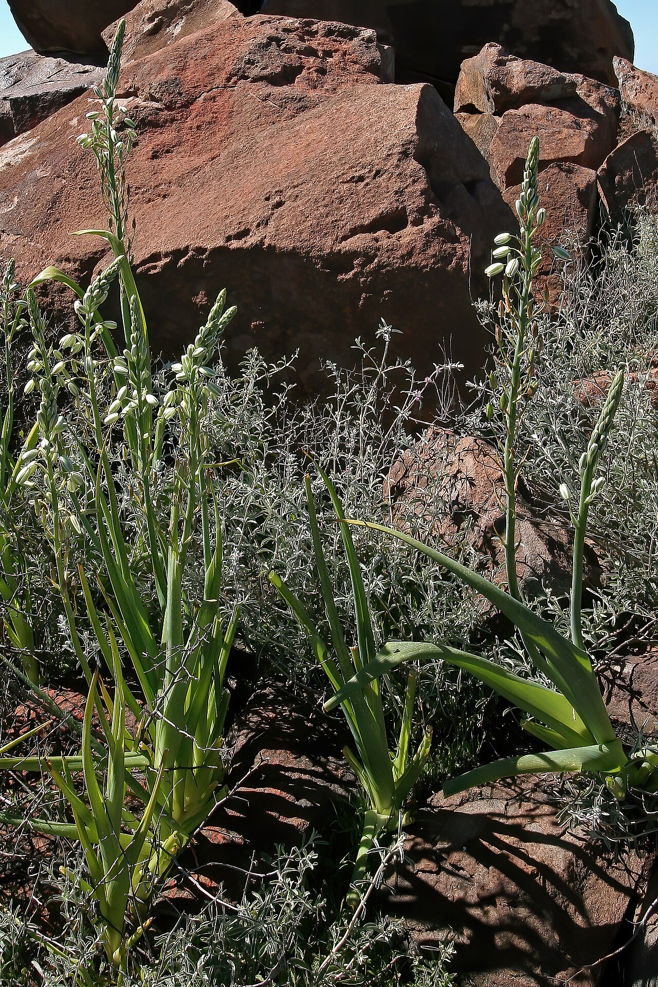 Albuca canadensis: Albuca canadensis , plants in habitat; dolerite outcrop, farm Oorlogskloof, Nieuwoudtville, Northern Cape, South Africa