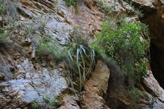 Albuca cremnophila (Albuca cremnophila)