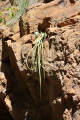 Albuca cremnophila (Albuca cremnophila)