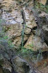 Albuca cremnophila (Albuca cremnophila)