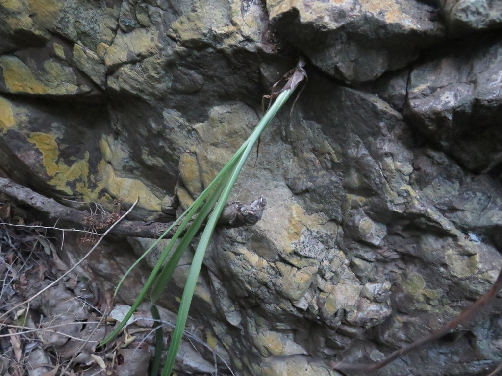 Albuca cremnophila (Albuca cremnophila)