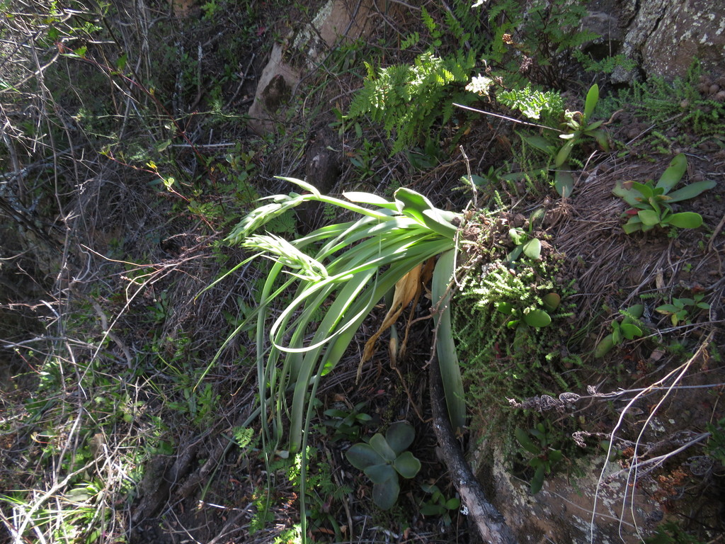 Albuca deaconii (Albuca deaconii)