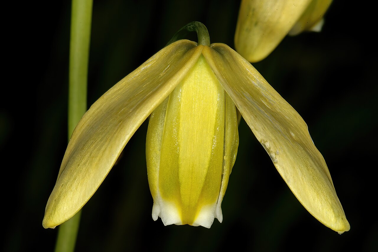 Albuca flaccida: Albuca flaccida , flower; Rensoterveld, Tinie Versfeld Wild Flower Reserve, Darling, Western Cape, South Africa