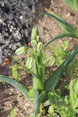 Albuca flaccida (Albuca flaccida)