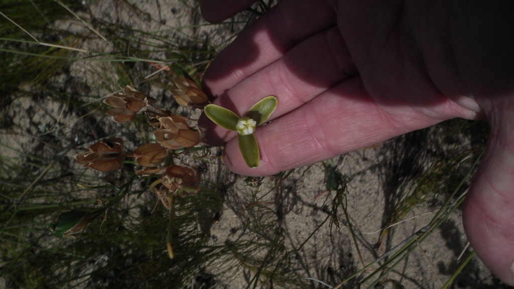Albuca flaccida (Albuca flaccida)