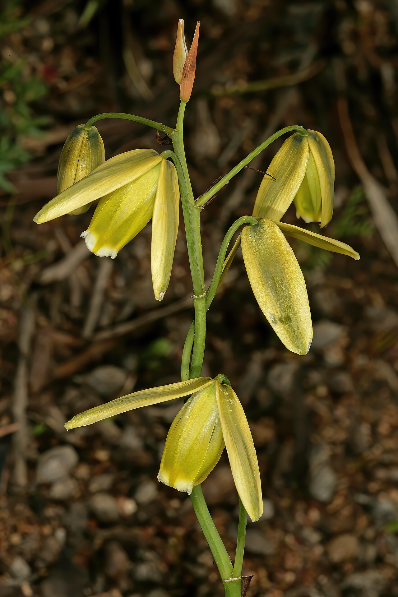 Albuca flaccida: Albuca flaccida , flowers; Groenkloof Reserve, Darling, Western Cape, South Africa