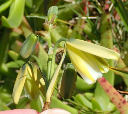 Albuca flaccida (Albuca flaccida)