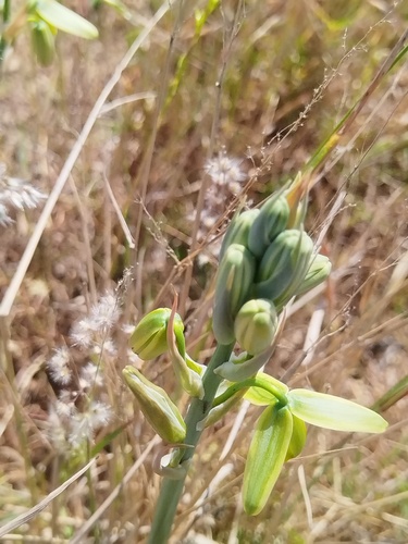 Albuca flaccida (Albuca flaccida)