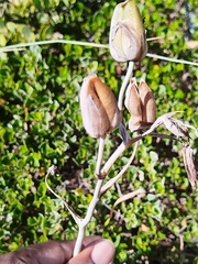 Albuca flaccida (Albuca flaccida)