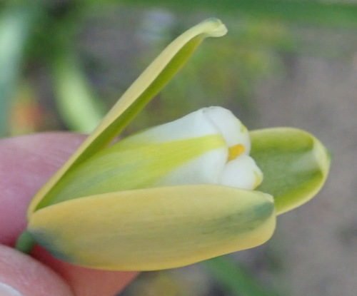 Albuca flaccida (Albuca flaccida)