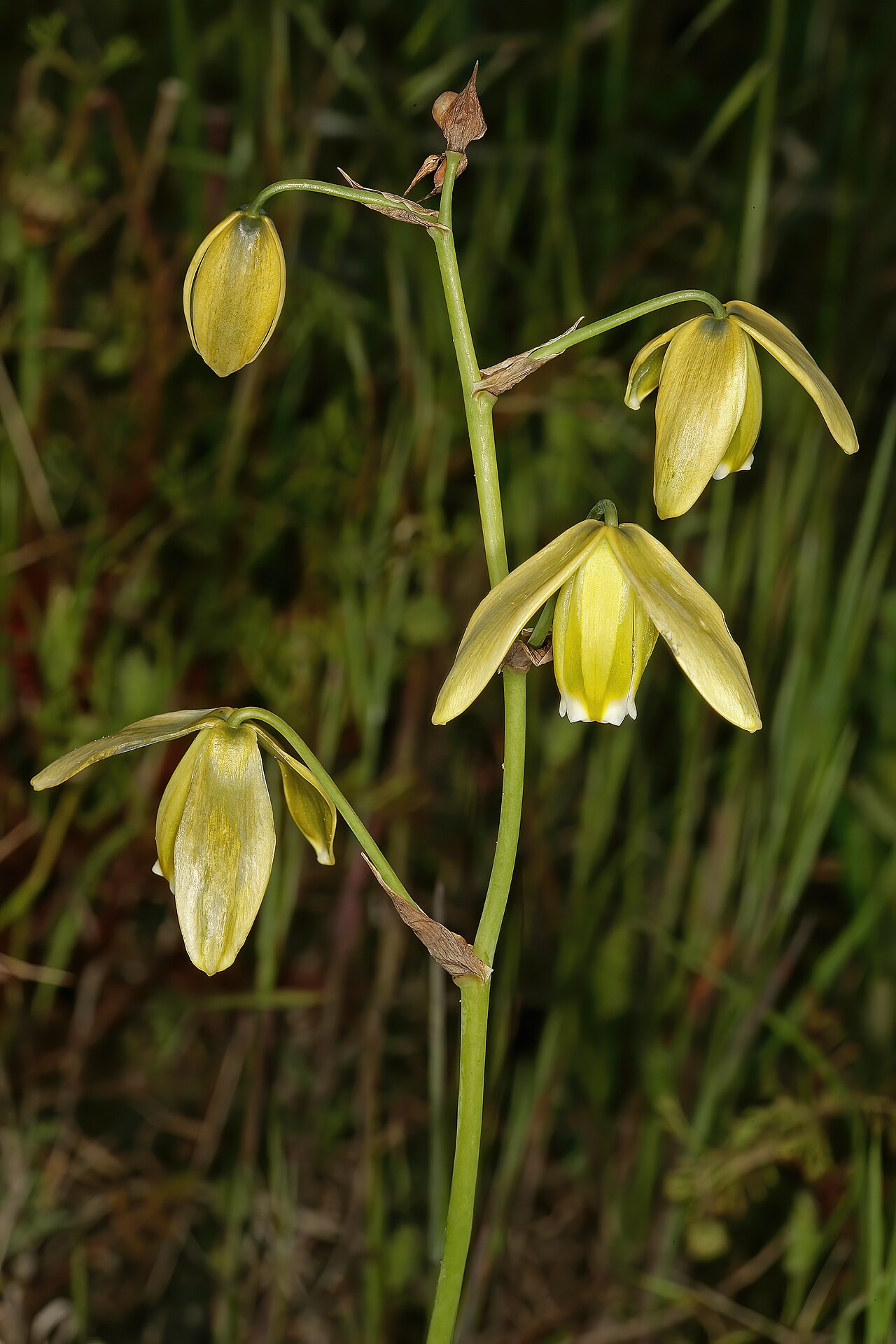 Albuca flaccida: Albuca flaccida , flowers; Rensoterveld, Tinie Versfeld Wild Flower Reserve, Darling, Western Cape, South Africa