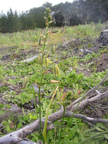 Albuca flaccida (Albuca flaccida)