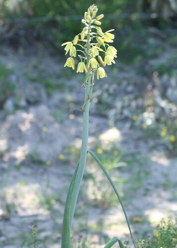 Albuca flaccida (Albuca flaccida)