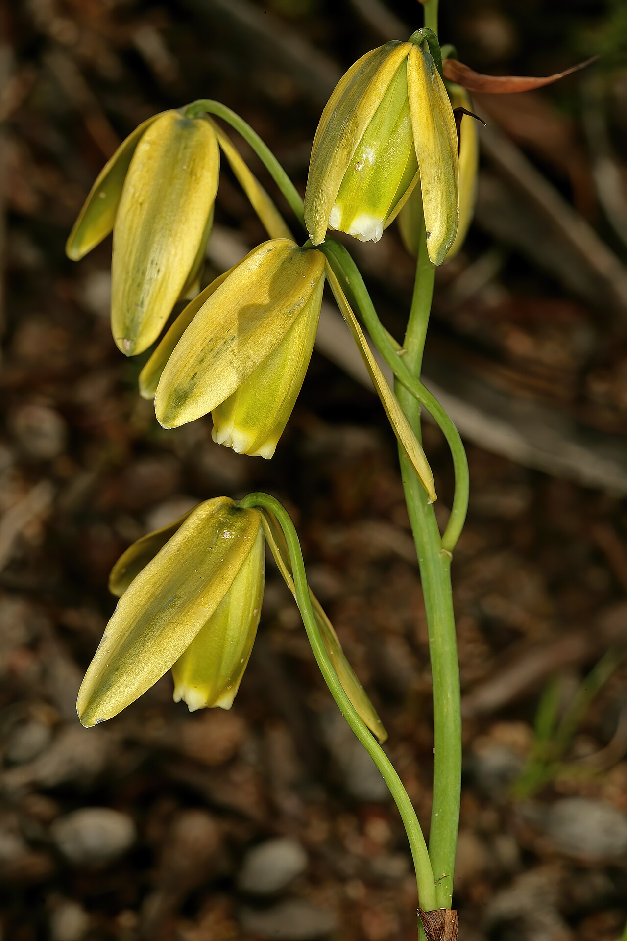 Albuca flaccida: Albuca flaccida , flowers; Groenkloof Reserve, Darling, Western Cape, South Africa