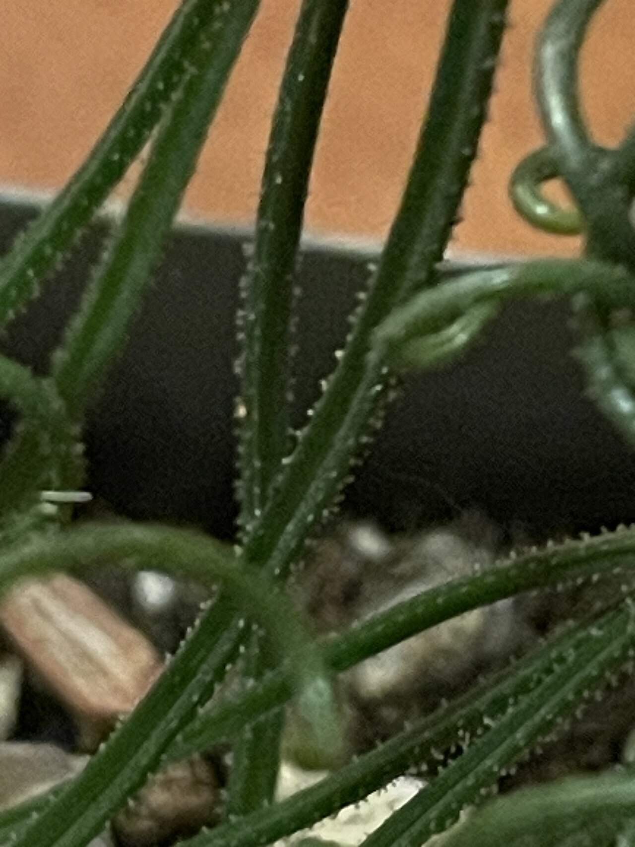 Albuca foetida: Albuca foetida tricomes