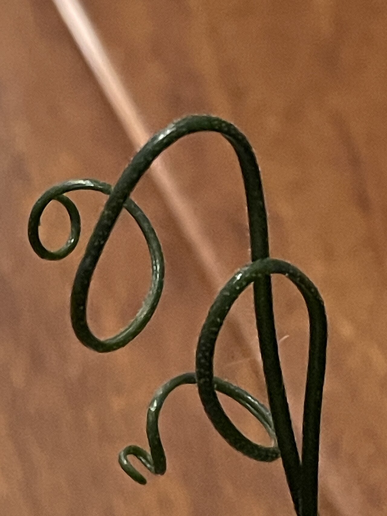 Albuca foetida: Close up of albuca foetida curled leaves