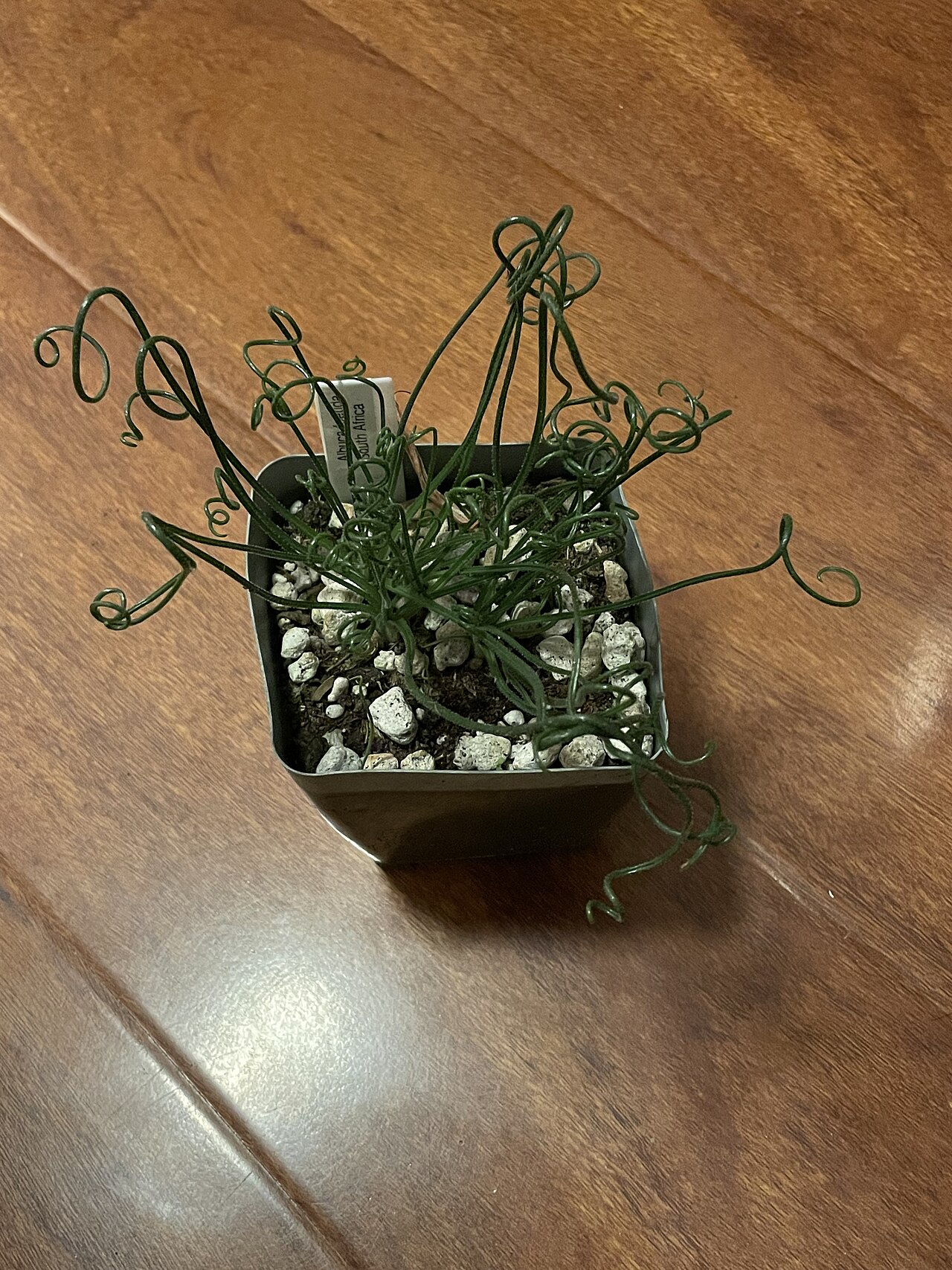 Albuca foetida: Albuca foetida plant