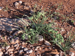 Albuca gariepensis (Albuca gariepensis)