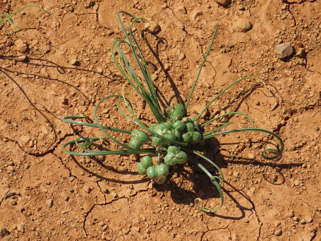 Albuca gariepensis (Albuca gariepensis)